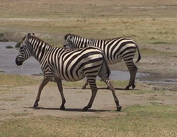 Tanzania Safari Tour